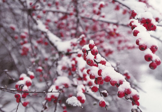 Christmas-Berries
